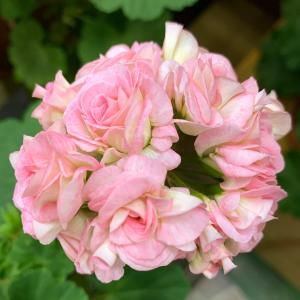 Пеларгония розебудная GRANGER'S ANIQUA ROSE в горшке d-12см