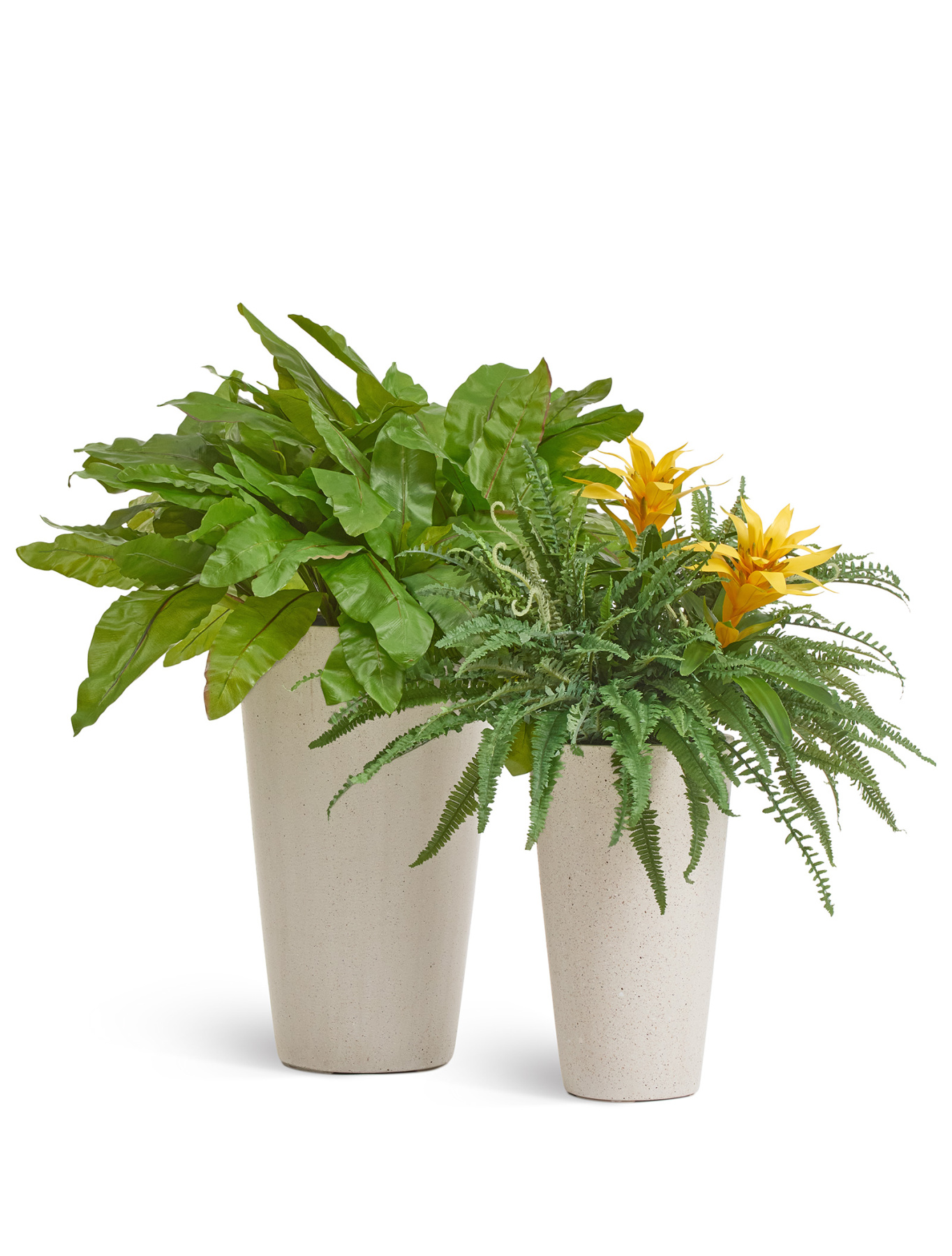Асплениум Натуральный куст большой д-90, в-35 см (Sensitive Botanic) 12/48 20.03150251