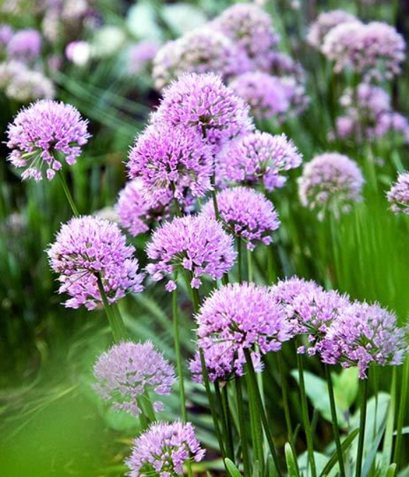 Лук декоративный 'Миллениум' (Allium) С2-С3
