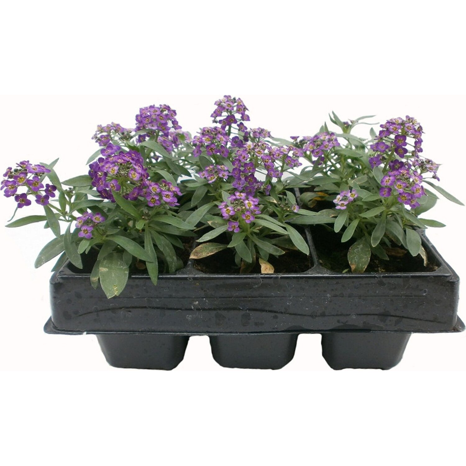 Рассада однолетних цветов Алиссум фиолетовый в кассете 10 штук