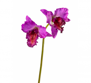 Орхидея Каттлея крупная темно-сиреневая в-42 см 2 цв (серия MDP) 12/48 30.03080092IN_MDP