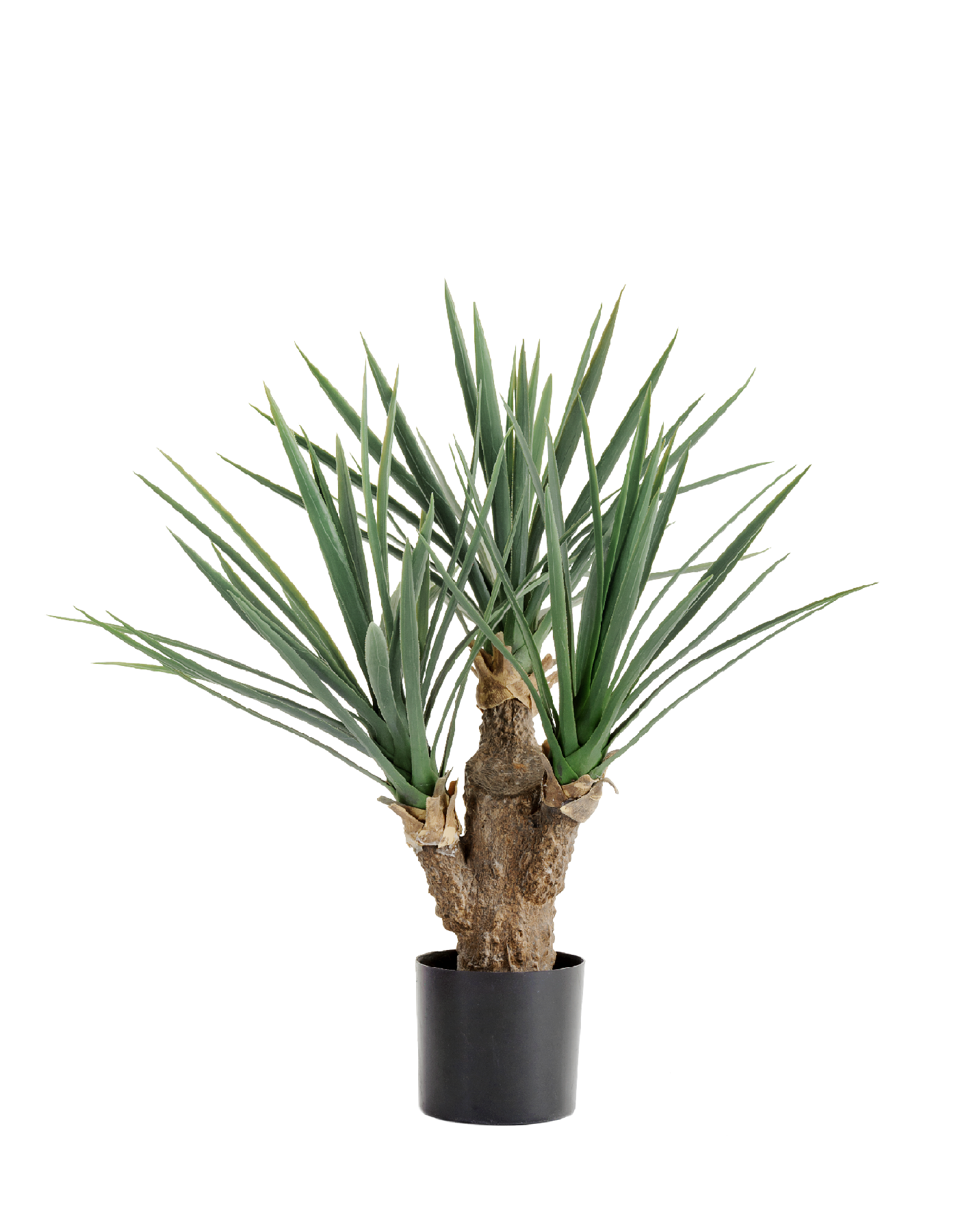 Юкка Рострата Мини 70 см 3 ствола 2/2 10.47802N