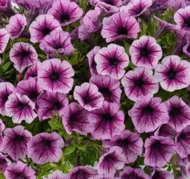 Рассада однолетних цветов Петуния простая капелла фуксия в кассете 6 шт