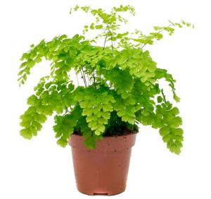 Комнатное растение Адиантум Фрагранс д 12-15см