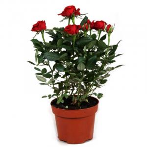 Роза патио Красная Аморе в горшке d-12 см