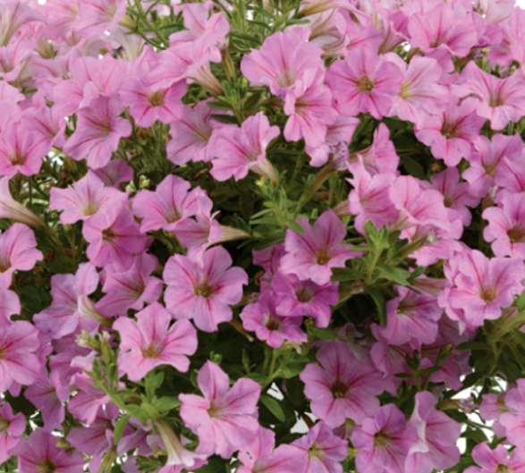 Рассада однолетних цветов Петуния простая розовая в кассете 6 шт