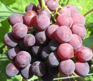 Виноград Рошфор   в горшке 8 см