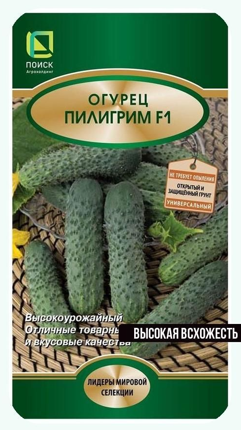 Рассада Огурец Пилигрим F1 партенокарпический, раннеспелый в кассете Е 6 шт