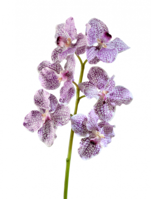Орхидея Ванда бело-фиолетовая в-57 см, 6цв 12/72 30.03070050/1