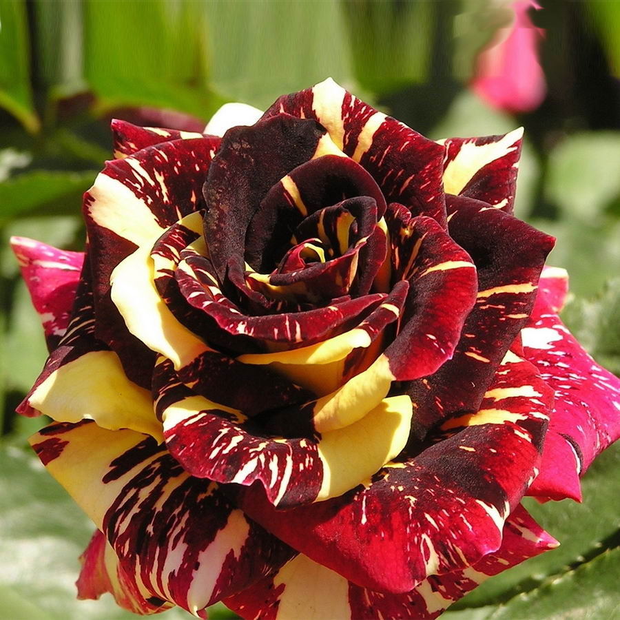 Гибридная роза абракадабра