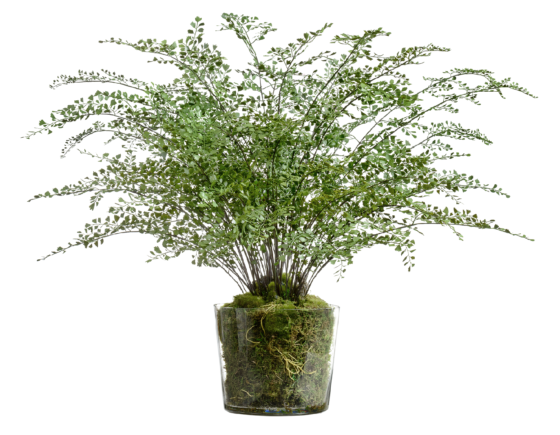 Композиция Папоротник Адиантум в стекле в-78, д-90 см с мхом, корнями, землёй 1/1 10.0622236N