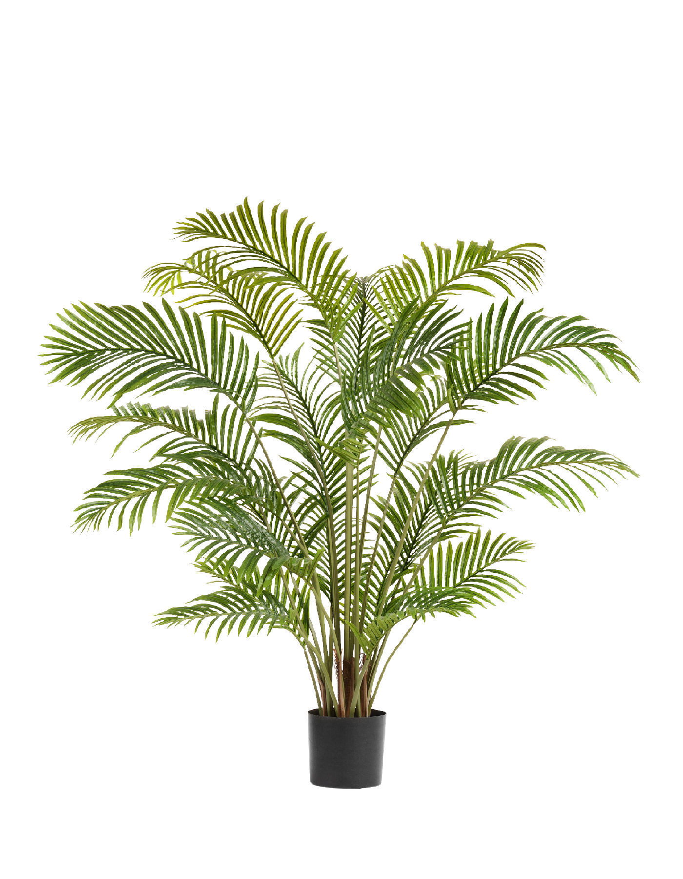 Пальма Арека Хризалидокарпус в-150 см (Sensitive Botanic) 2/2 10.071925N