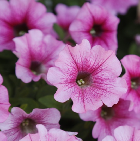 Рассада однолетних цветов Петуния простая капелла розовая в кассете 6 шт