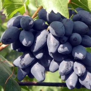 Виноград Ромбик   в горшке 8 см