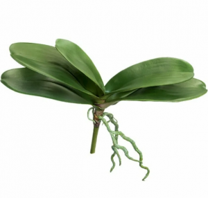 Листья Орхидеи Фаленопсис средние д-35 см с корнями (5 листов в-12 см) 12/48 30.0616194