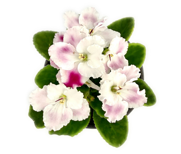 Фиалка бело-малиновая махровая в горшке д-12 см