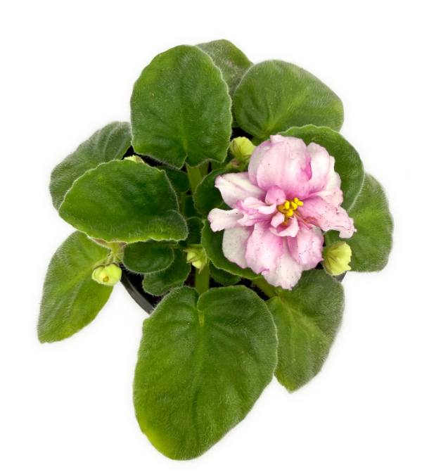 Фиалка махровая белая с розовым в горшке д-12 см