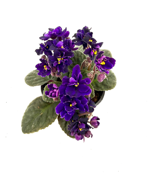 Фиалка густомахровая темно-фиолетовая в горшке д-12см