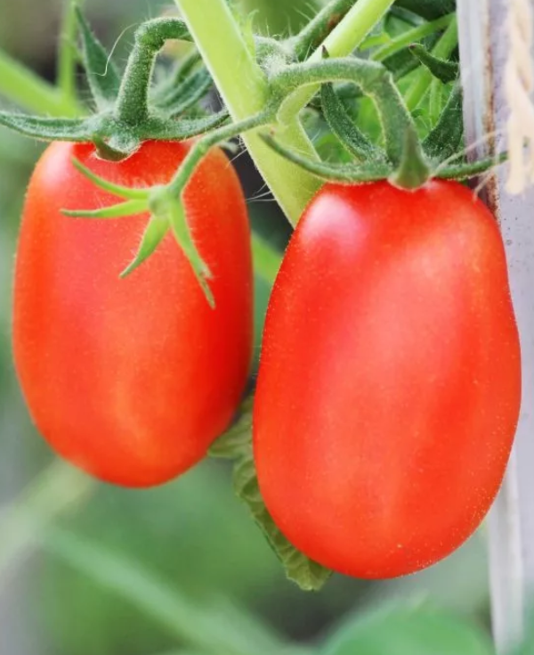 Семена низкорослых помидоров купить. Семена томат челнок. Томат челнок ультраранний. Сорт томатов челнок. Бенито ф1 томат.