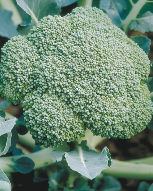 Рассада Капуста брокколи Лорд F1 в кассете Е6 шт